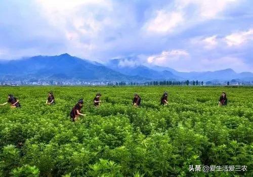 种植致富农村项目大全_农村致富新项目种植业_农村种植技术致富