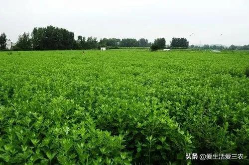 农村种植技术致富_种植致富农村项目大全_农村致富新项目种植业