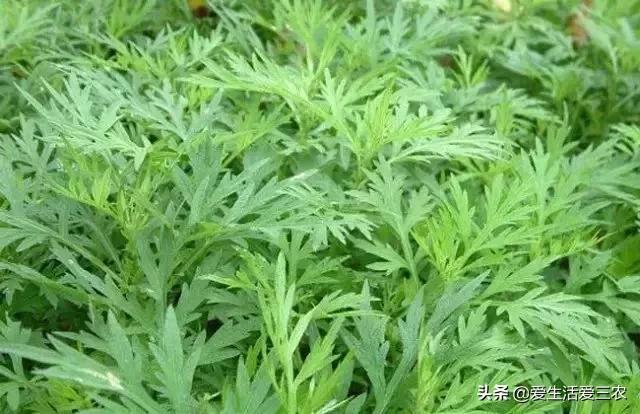 种植致富农村项目大全_农村致富新项目种植业_农村种植技术致富