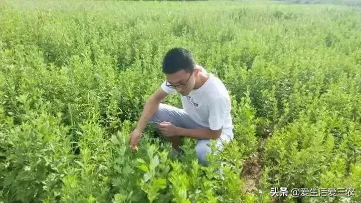 农村种植技术致富_种植致富农村项目大全_农村致富新项目种植业