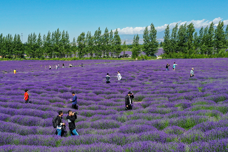 瓜致富种植田里怎么种_瓜娄种植利润_田里种植致富瓜