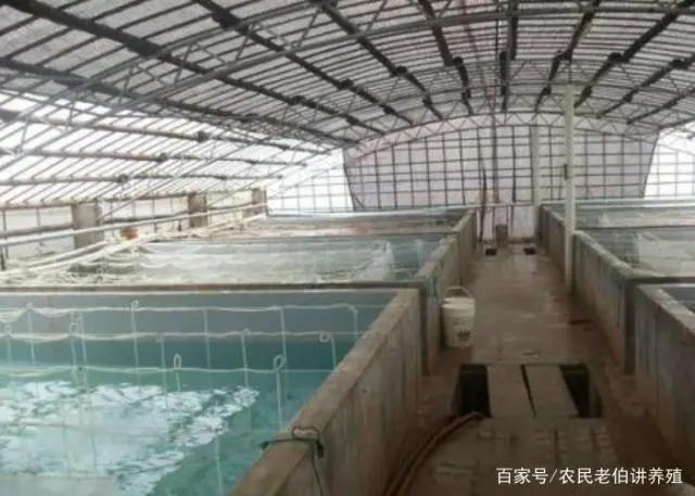 淡水养虾实用技术视频_聊城淡水虾养殖技术_淡水虾养殖技术教学视频