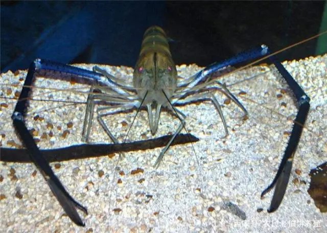 聊城淡水虾养殖技术_淡水虾养殖技术教学视频_淡水养虾实用技术视频