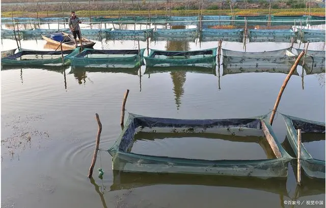 淡水虾养殖视频教程_淡水养虾技术视频_聊城淡水虾养殖技术