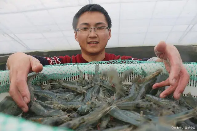 聊城淡水虾养殖技术_淡水虾养殖视频教程_淡水养虾技术视频