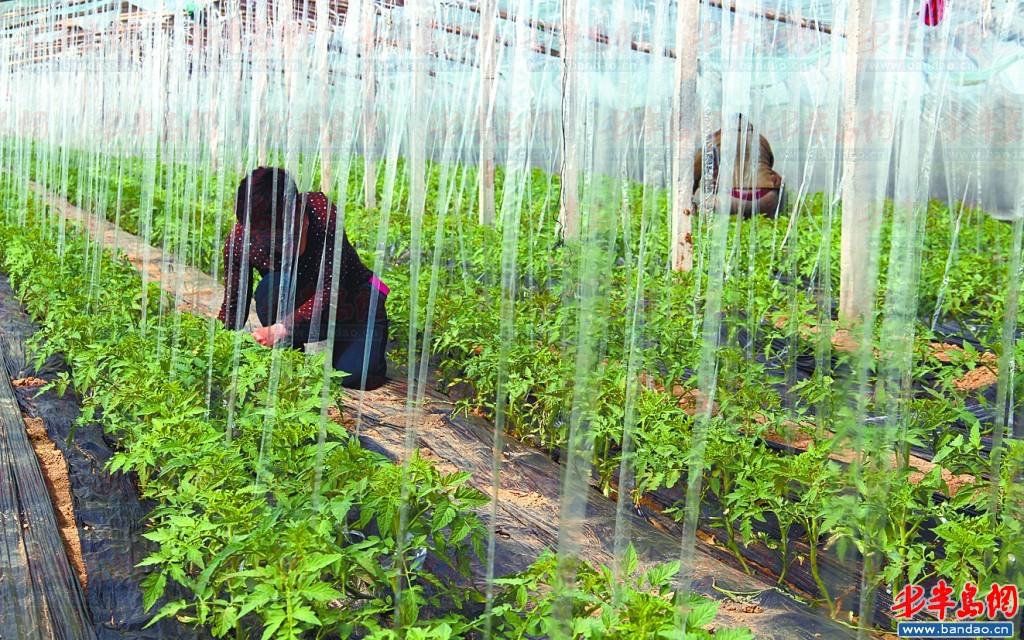 平度大棚蔬菜种植村 流通环节是菜价高原因