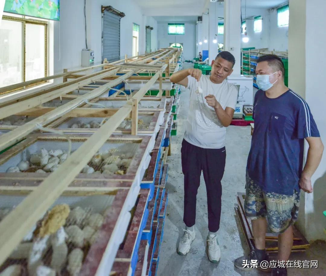 家庭养殖老鼠致富_老鼠养殖赚钱吗_养殖老鼠技术