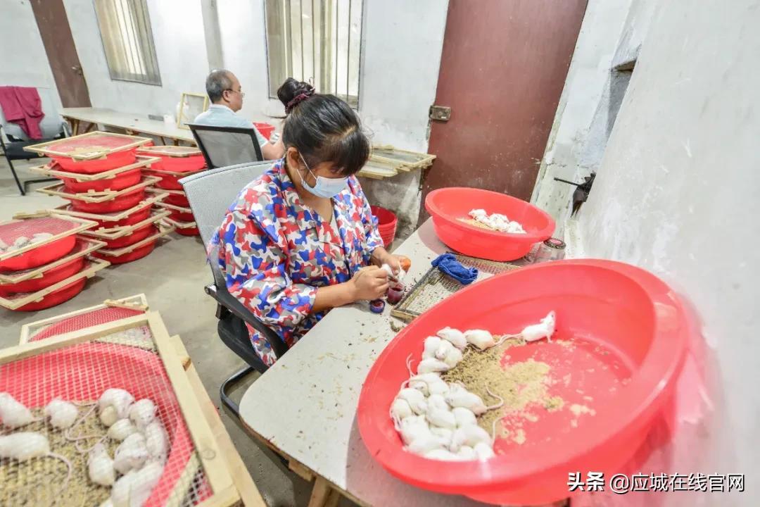 养殖老鼠技术_家庭养殖老鼠致富_老鼠养殖赚钱吗