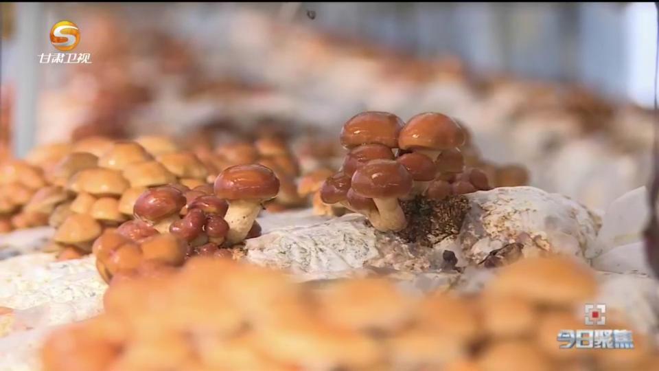 大棚种植致富方案_大棚致富项目_致富大棚种植方案怎么写