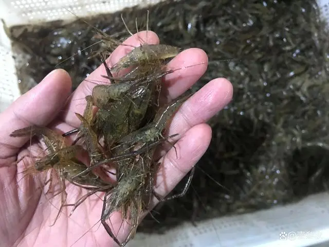淡水养虾实用技术视频_聊城淡水虾养殖技术_淡水虾养殖技术教学视频
