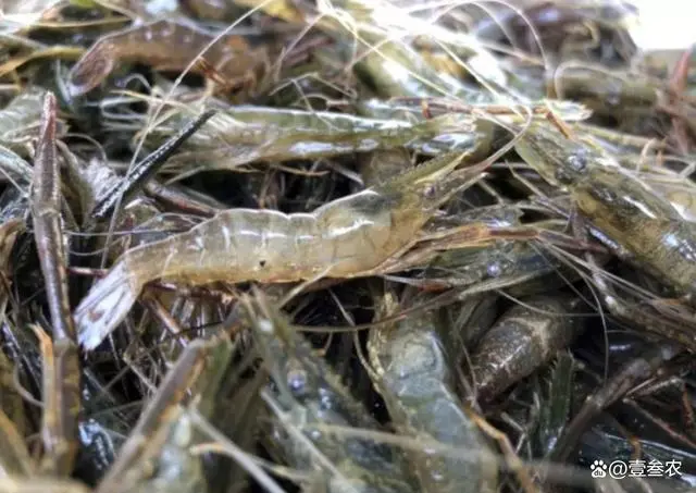 淡水养虾实用技术视频_聊城淡水虾养殖技术_淡水虾养殖技术教学视频
