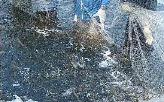 淡水养虾实用技术视频_聊城淡水虾养殖技术_淡水虾养殖技术教学视频