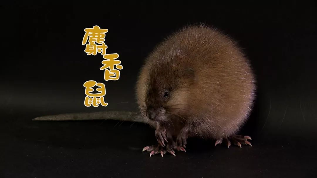 致富老鼠养殖家庭图片_家庭养殖老鼠致富_致富老鼠养殖家庭视频