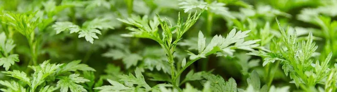 年产值4500万！柏塘这个村将艾草变成金枝玉叶！