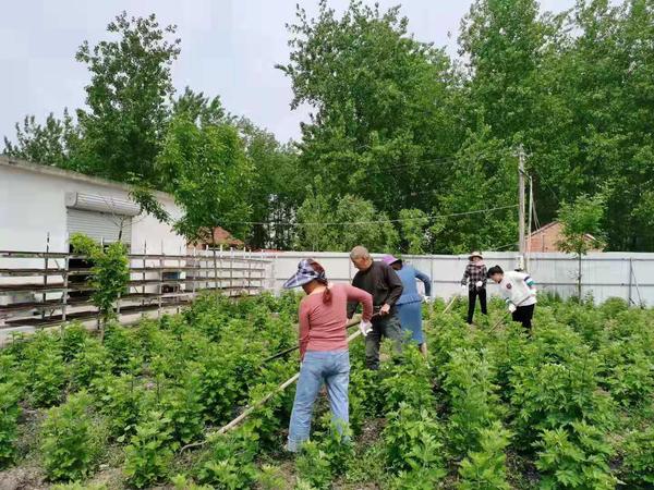 广西种植艾草致富_广西艾草的功效_广西种艾草基地
