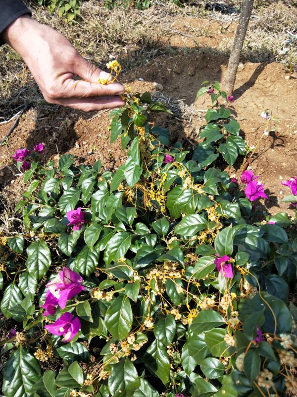 中药材种植致富经_种植药材致富视频_药材种植业致富项目