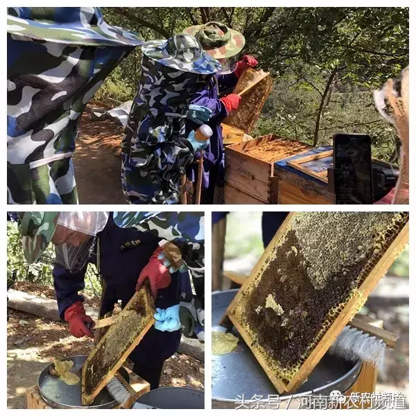视频致富深山养蜂人是真的吗_大山里的养蜂人视频_致富经深山养蜂人视频