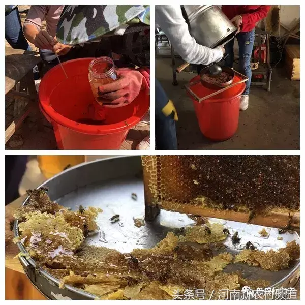 致富经深山养蜂人视频_视频致富深山养蜂人是真的吗_大山里的养蜂人视频