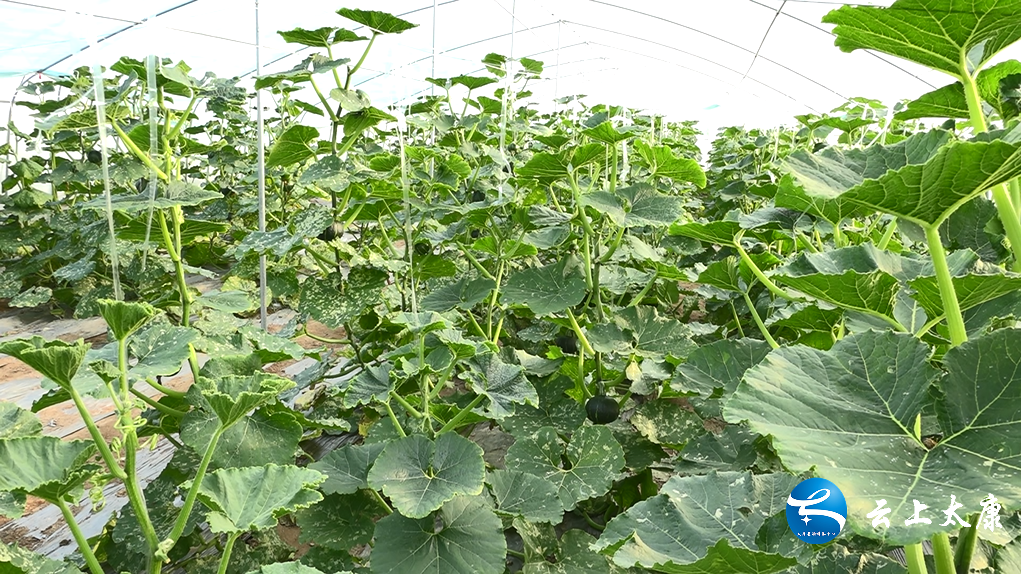 种植南瓜尖致富_南瓜尖种植与利润_南瓜尖种植技术视频教程