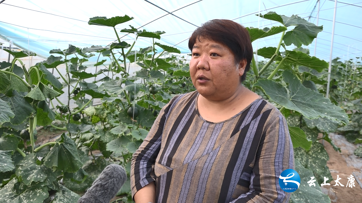 南瓜尖种植与利润_种植南瓜尖致富_南瓜尖种植技术视频教程