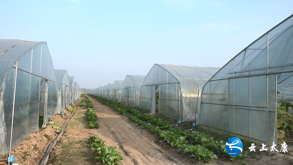 种植南瓜尖致富_南瓜尖种植技术视频教程_南瓜尖种植与利润