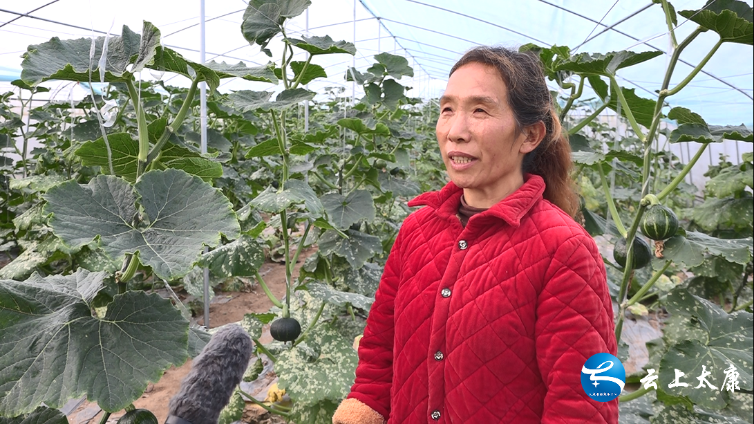 南瓜尖种植技术视频教程_种植南瓜尖致富_南瓜尖种植与利润