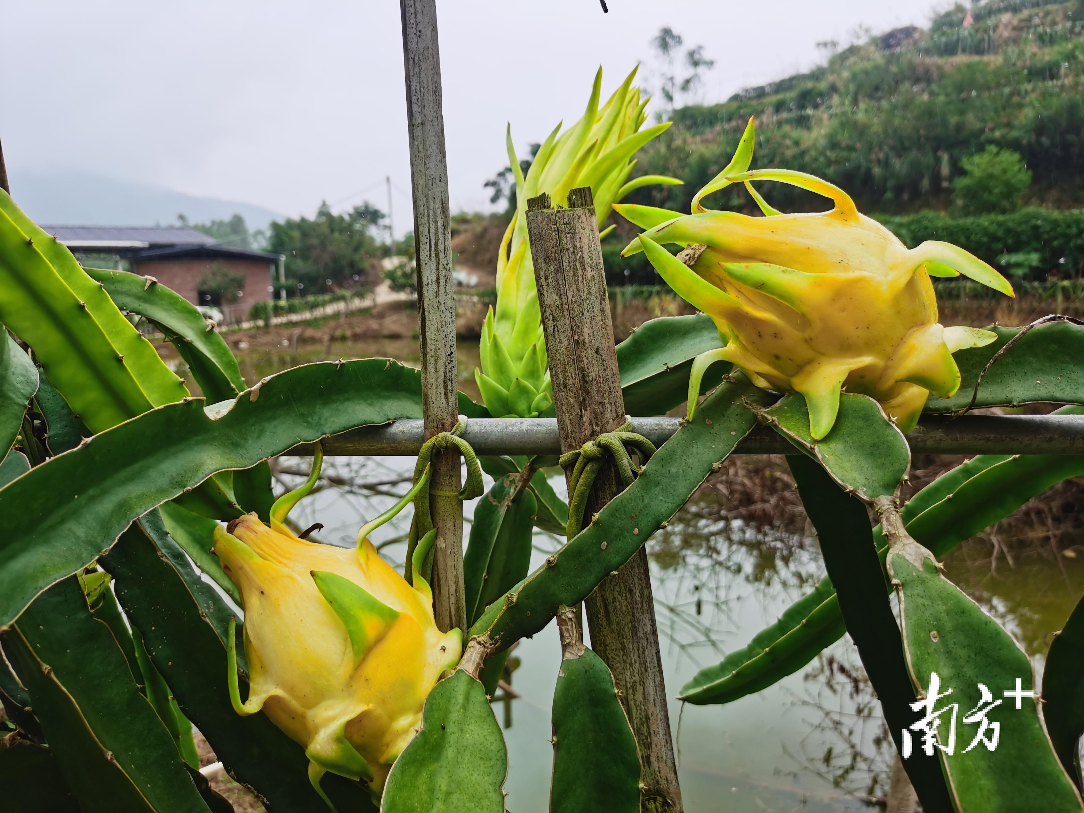 种植火龙果致富_种火龙果致富视频_致富种植果火龙果图片