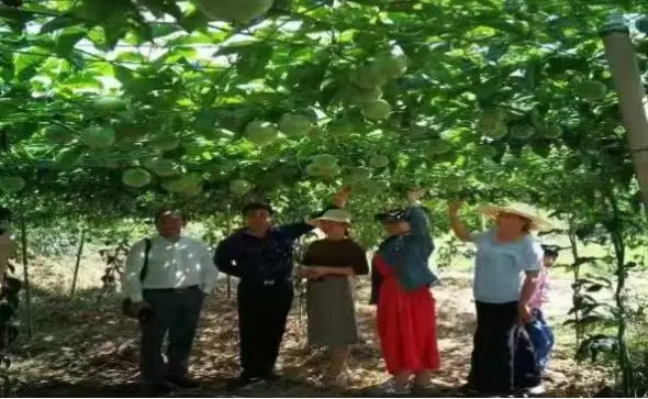 致富农场app下载_致富经农业种植视频_农场种植致富视频
