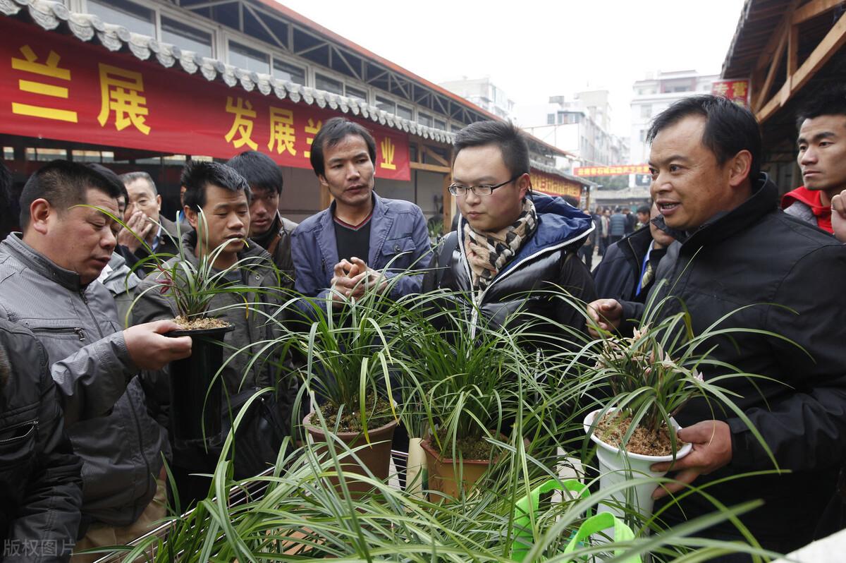 兰花致富经_中央台兰花致富视频_致富经兰花种植视频