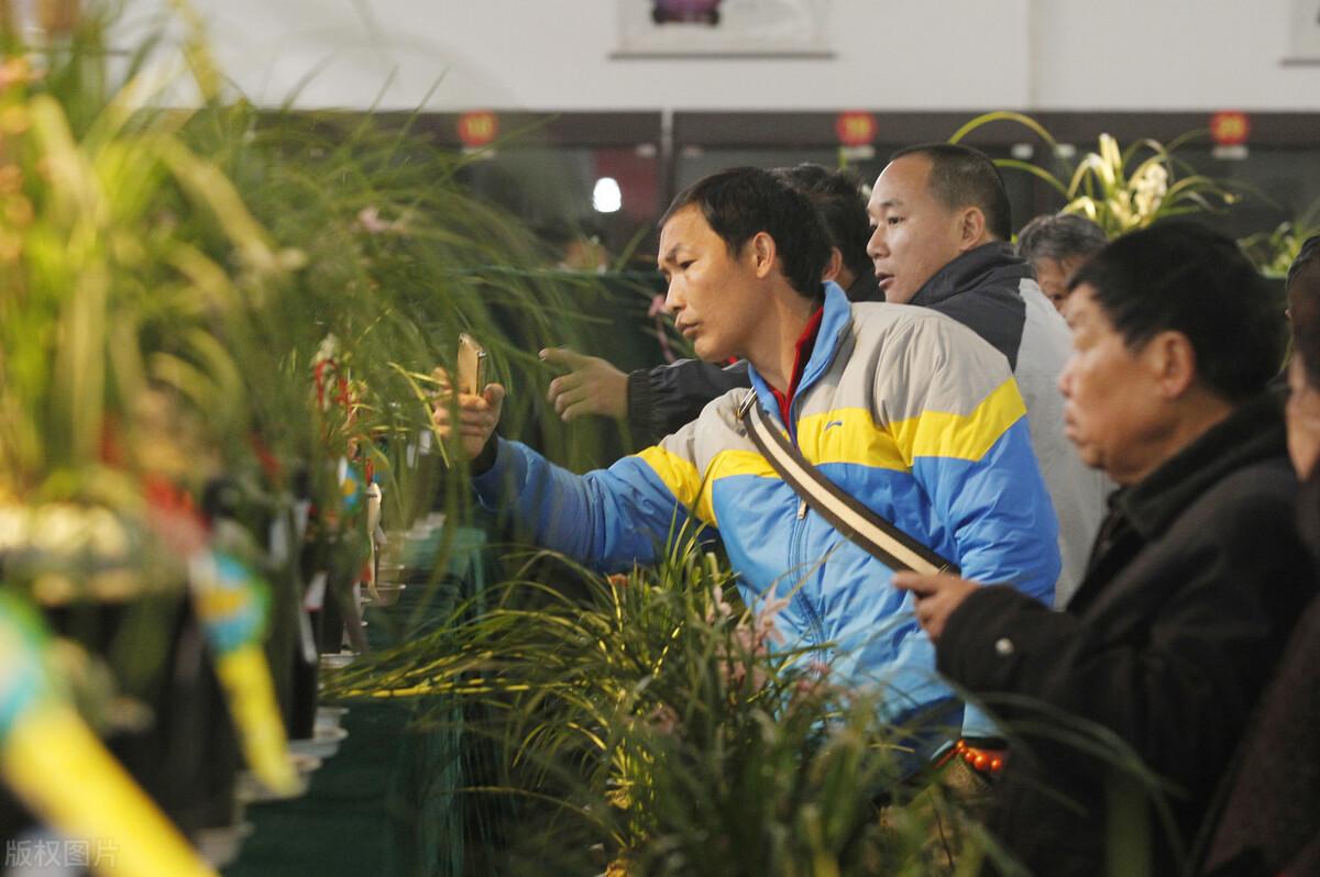 致富经兰花种植视频_中央台兰花致富视频_兰花致富经