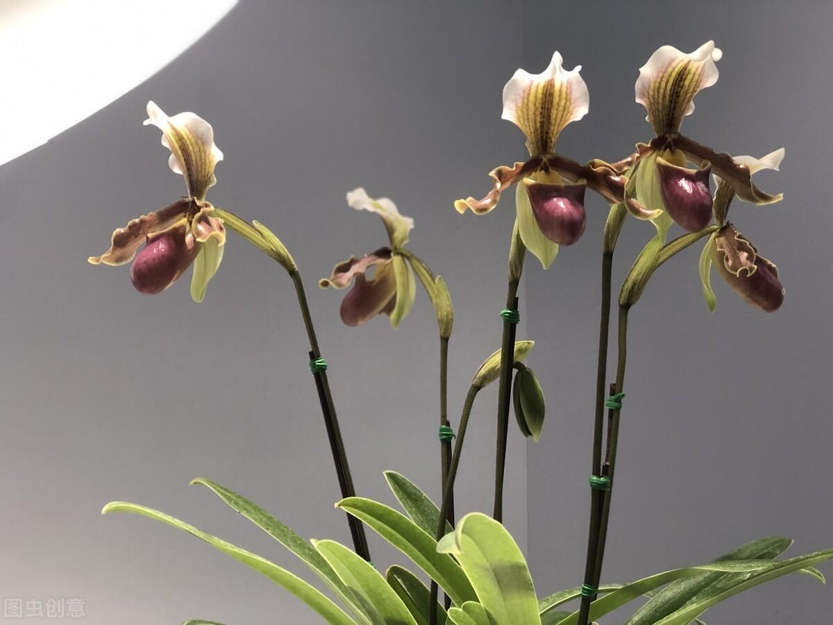 兰花致富经_致富经兰花种植视频_中央台兰花致富视频