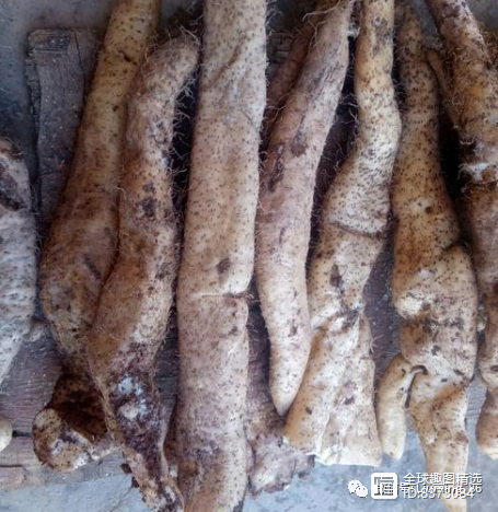 致富山药种植方法图片_致富山药种植方法有哪些_山药种植致富方法