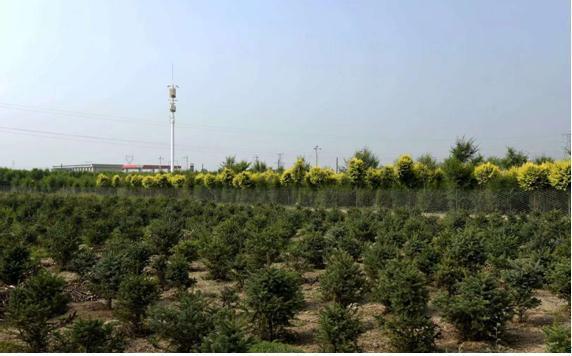 养殖珍珠鸡前景怎么样_致富经珍珠鸡养殖_致富养殖珍珠鸡视频