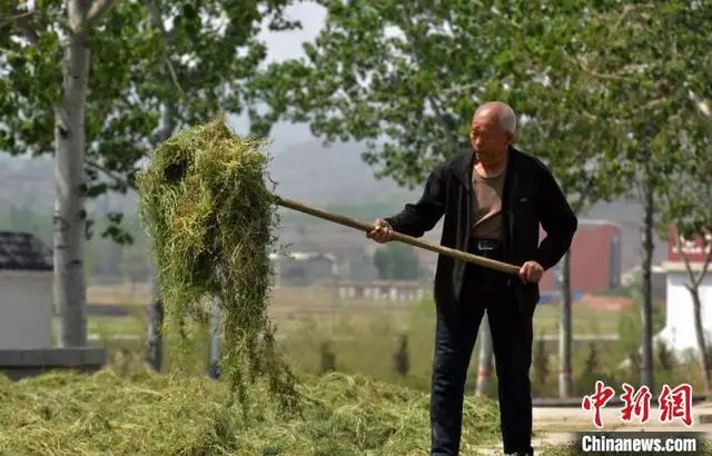 种植致富药材_种植药才致富_致富经药材种植
