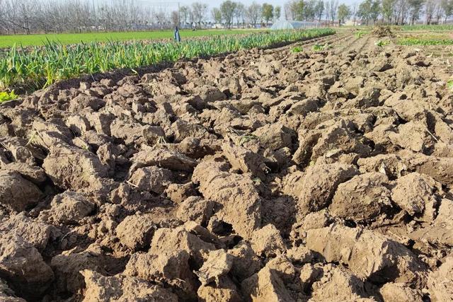 致富经大葱种植_农场大葱种植致富_农广天地大葱种植技术视频