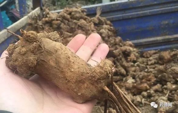 致富经种植药材视频_致富经药材种植_种植药才致富
