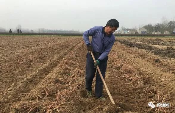 种植药才致富_致富经种植药材视频_致富经药材种植