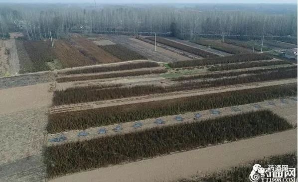 致富经种植药材视频_种植药才致富_致富经药材种植