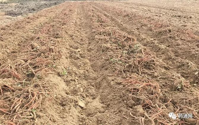 致富经药材种植_种植药才致富_致富经种植药材视频