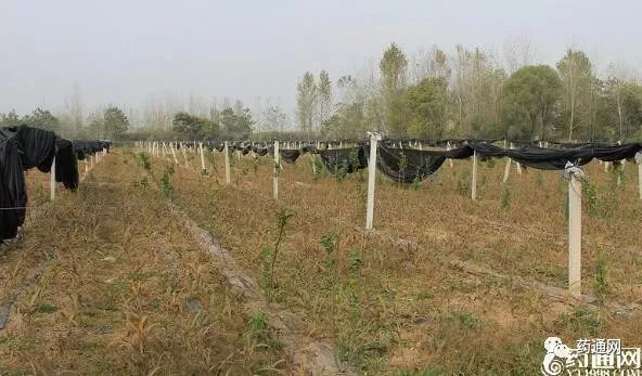 致富经种植药材视频_种植药才致富_致富经药材种植