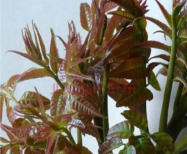 致富种植项目介绍_种植什么项目致富最快_致富种植项目有哪些