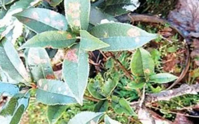 小葱种植病虫害防治技术_小葱常见的病虫害管理及预防_小葱病虫害及防治技术