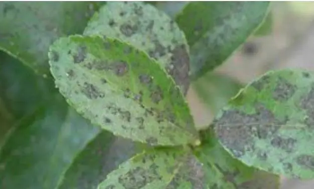 小葱病虫害及防治技术_小葱种植病虫害防治技术_小葱常见的病虫害管理及预防