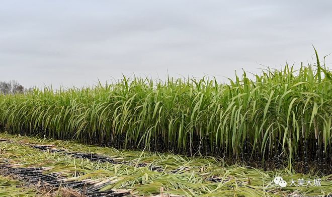 种植甘蔗致富能手_甘蔗种植致富故事_致富甘蔗种植故事简介