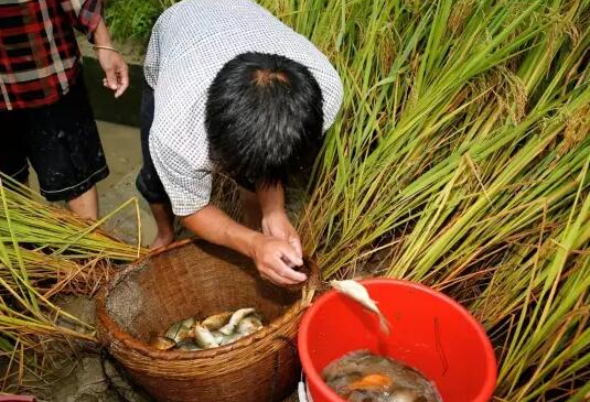 鲤鱼稻田养殖技术