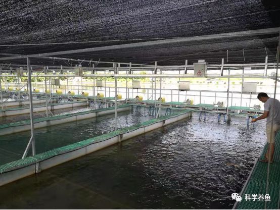 青虾养殖新法_温室青虾养殖技术_青虾养殖温度