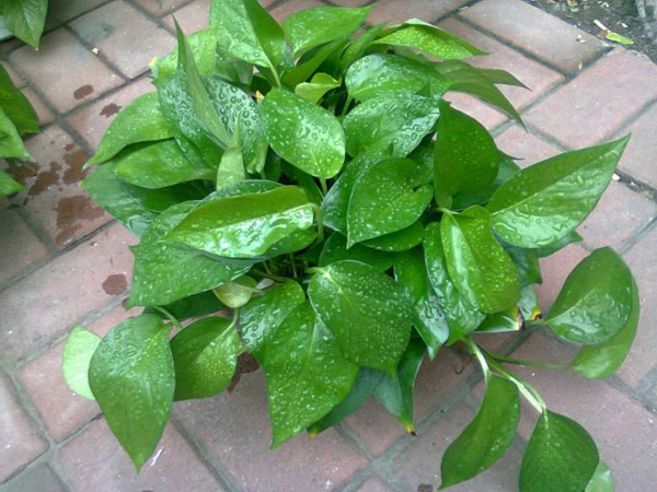 绿萝怎么种植？绿萝土栽的种植方法