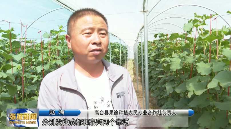 哈蜜瓜栽培技术视频_哈蜜瓜种植视频技术_怎样种植哈密瓜的技术