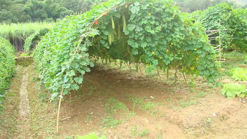 苦瓜种植技术与管理法视频_苦瓜瓜种植技术_图文精解苦瓜种植技术
