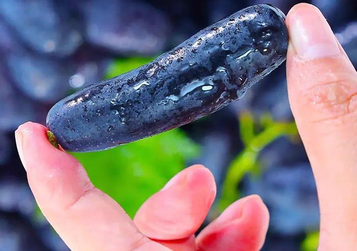 农村种植果树致富好项目_种果树的院子_院子种植致富果